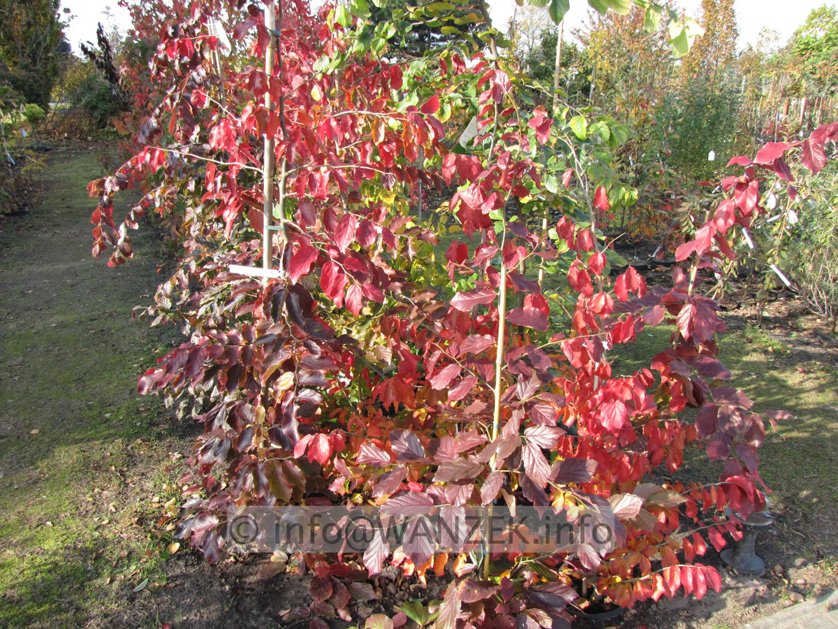 Parrotia persica 02 Herbstfaerbung 10.JPG